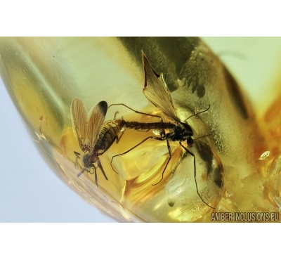 Chironomidae, True midges Mating (Copula). Fossil insects in Baltic amber #6557
