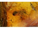 Big 14mm! Plant and 12 Ants. fossil inclusions in Baltic amber #6558
