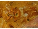 Big 14mm! Plant and 12 Ants. fossil inclusions in Baltic amber #6558