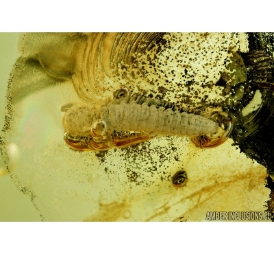 Millipede, Diplopoda, Julidae. Fossil insect in Baltic amber #6559