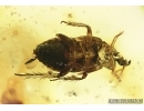 Rare Exuvia Cockroach, Blattaria,  Fossil inclusion in Baltic amber #6560