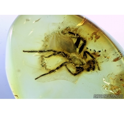 Araneae, Spider. Fossil inclusion in Baltic amber #6561