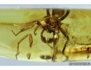 Araneae, Spider. Fossil inclusion in Baltic amber #6562