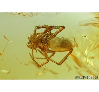 Araneae, Spider. Fossil inclusion in Baltic amber #6563