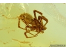 Araneae, Spider. Fossil inclusion in Baltic amber #6563