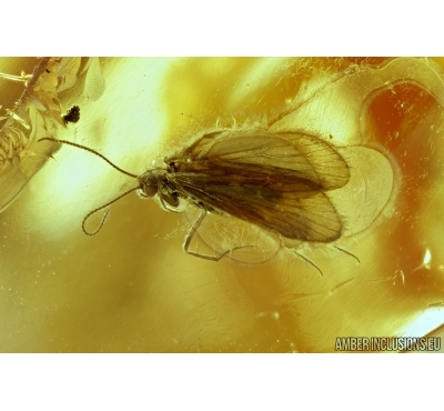 Trichoptera, Caddisfly and Flies (Empididae, Dance fly and Chironomidae, True midge) . Fossil insects in Baltic amber #6565