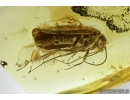 Very nice Caddisfly, Trichoptera. Fossil insect in Baltic amber #6568