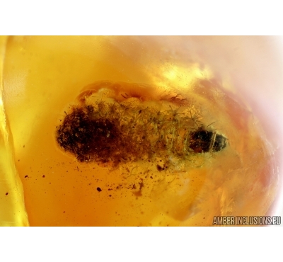 Coleoptera, Beetle larva, probably Cleridae. Fossil inclusion In BALTIC AMBER #6570
