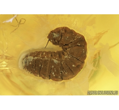 COCCID LARVA. Fossil insect in Baltic amber #6571
