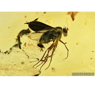Dolichopodidae, Long-legged fly. Fossil insect in Baltic amber #6574
