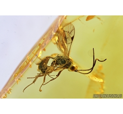 Hymenoptera, Ichneumonidae, Wasp. Fossil insect in Baltic amber #6575
