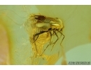 Rare Bug, probably Microphysidae. Fossil insect in Baltic amber #6576