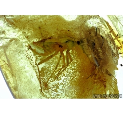 Miridae, True Bug. Fossil insect in Baltic amber #6577