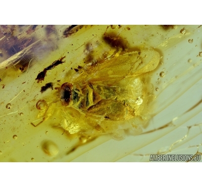 Miridae, True Bug. Fossil insect in Baltic amber #6578