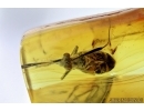 Miridae, True Bug. Fossil insect in Baltic amber #6579