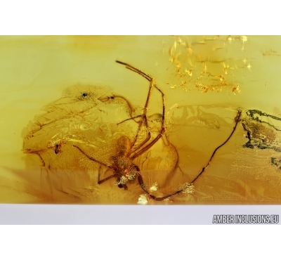 Araneae, Spider. Fossil inclusion in Baltic amber #6581