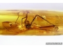 Araneae, Spider. Fossil inclusion in Baltic amber #6581