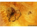 3 Spiders, Araneae. Fossil inclusions in Baltic amber #6584