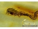 Very nice Chilopoda Geophilidae. Fossil inclusions in Baltic amber #6585