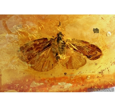 VERY NICE, BIG WINGED PLANTHOPPER, CICADA. Fossil insect in Baltic amber #6586