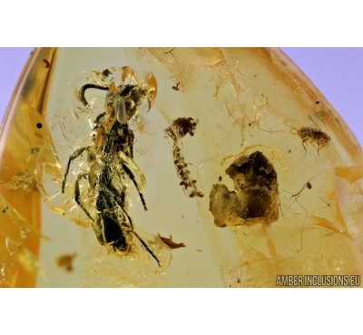 Nice leaf, Ant Hymenoptera and Psocid Psocoptera. Fossil insects in Baltic amber #6590