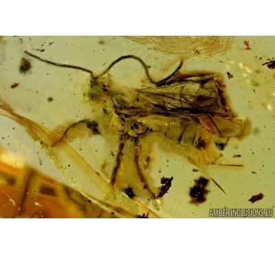 Hymenoptera, Ichneumonidae, Wasp. Fossil insect in Baltic amber #6592