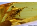Hymenoptera, Ichneumonidae, Wasp. Fossil insect in Baltic amber #6593