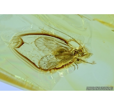 PSOCOPTERA, PSOCID. Fossil insect in Baltic amber #6595