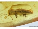 False Click Beetle, Elateroidea, Eucnemidae. Fossil inclusion in Baltic amber #6597