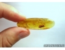 False Click Beetle, Elateroidea, Eucnemidae. Fossil inclusion in Baltic amber #6597