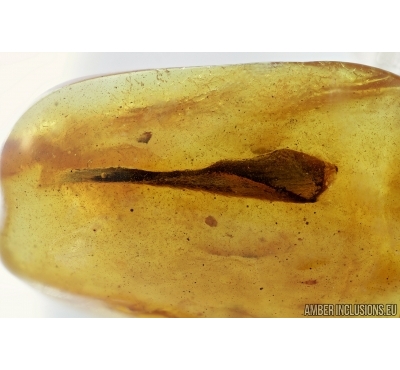 Nice Leaf. Fossil inclusion in Baltic amber #6600