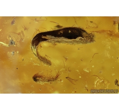 Two Leaves. Fossil inclusions in Baltic amber #6601