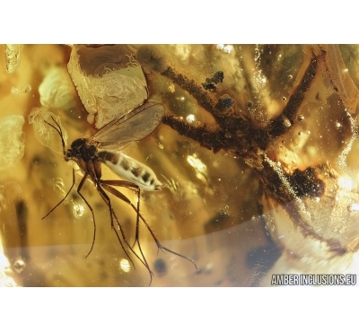 Big 15mm Plant  and Fungus gnat Mycetophilidae. Fossil inclusions In Ukrainian, Rovno amber #6603R