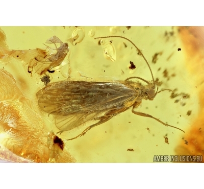 Very nice Caddisfly, Trichoptera. Fossil insect in Baltic amber #6604