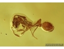 Moth, Ant and Mite. Fossil insects in Ukrainian amber #6605