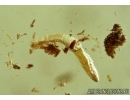 Moth, Ant and Caddisfly. Fossil insects in Ukrainian amber #6607