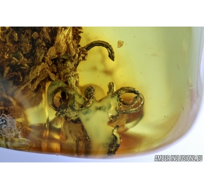 Unusual Plant. Fossil inclusion in Baltic amber #6612