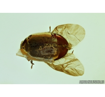 Nice Marsh beetle, Scirtidae. Fossil insect in Baltic amber #6615