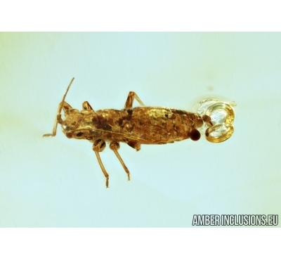 Aphid, Aphididae. Fossil insect in Baltic amber #6618