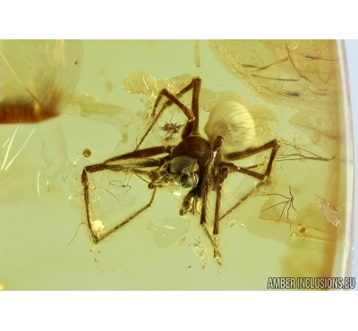 Araneae, Spider. Fossil inclusion in Baltic amber #6619