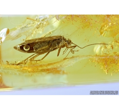 Trichoptera, Caddisfly. Fossil insect in Baltic amber #6624