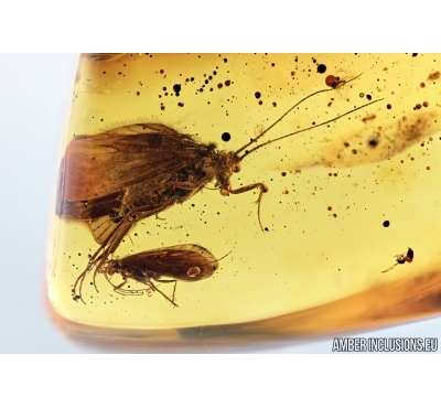 Five Caddisflies, Trichoptera. Fossil insect in Baltic amber #6625