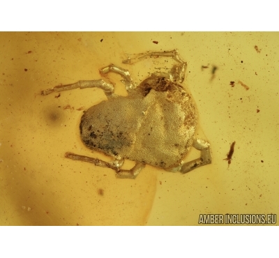 Mite, Trombidiidae and Gnats . Fossil insects in Baltic amber stone #6627