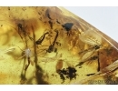 Mite, Trombidiidae and Gnats . Fossil insects in Baltic amber stone #6627