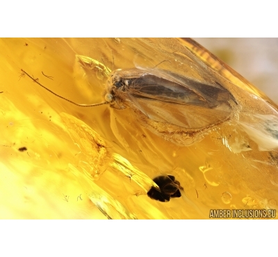 Trichoptera, Caddisfly and plant, Thuja. Fossil inclusions in Baltic amber #6628