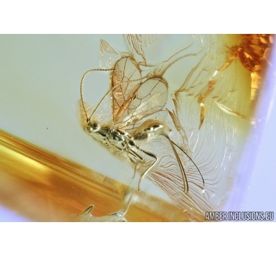 Hymenoptera, Ichneumonidae, Wasp. Fossil insect in Baltic amber #6629