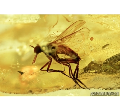 Empididae, Dance fly. Fossil insect in Baltic amber #6630