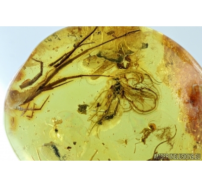 Hymenoptera, Ichneumonidae, Wasp and More. Fossil insect in Baltic amber #6631