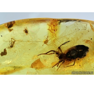 Spider, Harvestman and Gnats. Fossil inclusions in Baltic amber #6632