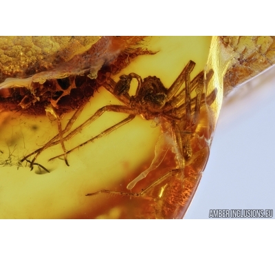 Spider, Termite and Fly. Fossil inclusions in Baltic amber #6633